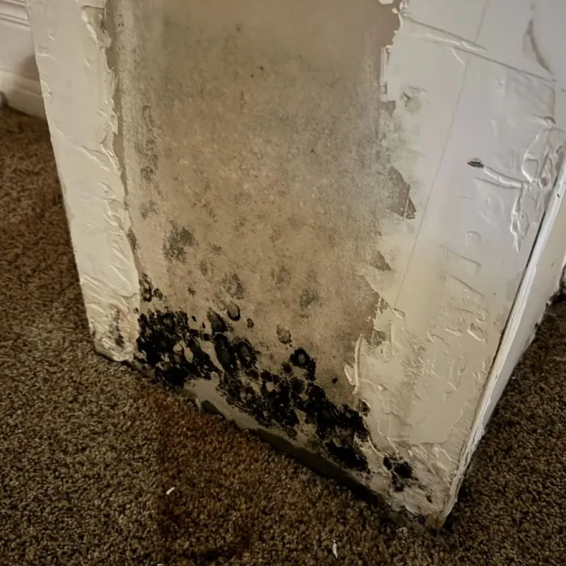 Professional Mold Removal in Maringouin, LA